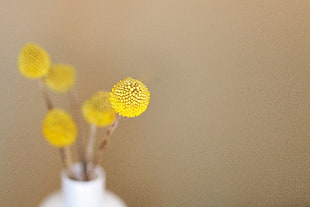 yellow flower bud photo