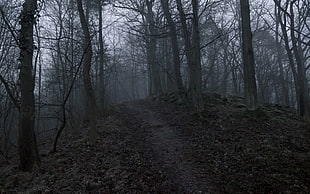 black and gray tree camouflage textile, landscape, forest, path