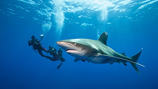 gray shark, divers, underwater, sea, shark