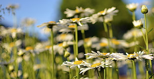 shallow focus photography of a plant, daisies