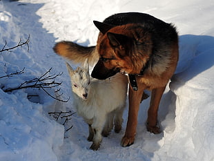 brown long-coated dog beside white animal on snowfield at daytime