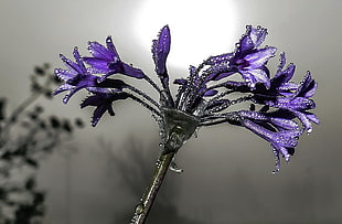 macroshot photography of purple flowers decor HD wallpaper
