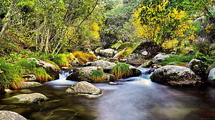 forest and river painting HD wallpaper