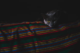 short-fur gray cat, Cat, Gray, Muzzle HD wallpaper
