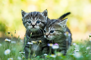 two black and white kittens, baby animals, kittens, cat HD wallpaper