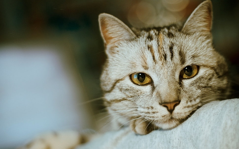 brown tabby cat on gray textile HD wallpaper