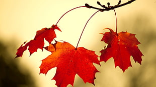 three maple leaves, leaves, fall, nature, plants