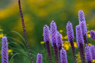 selective focus photo of purple Gayfeather flower HD wallpaper