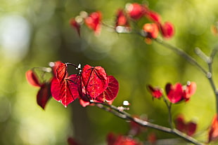 red leafed plant in tilt shift lens photography HD wallpaper