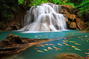 school of fish on body of water during daytime HD wallpaper