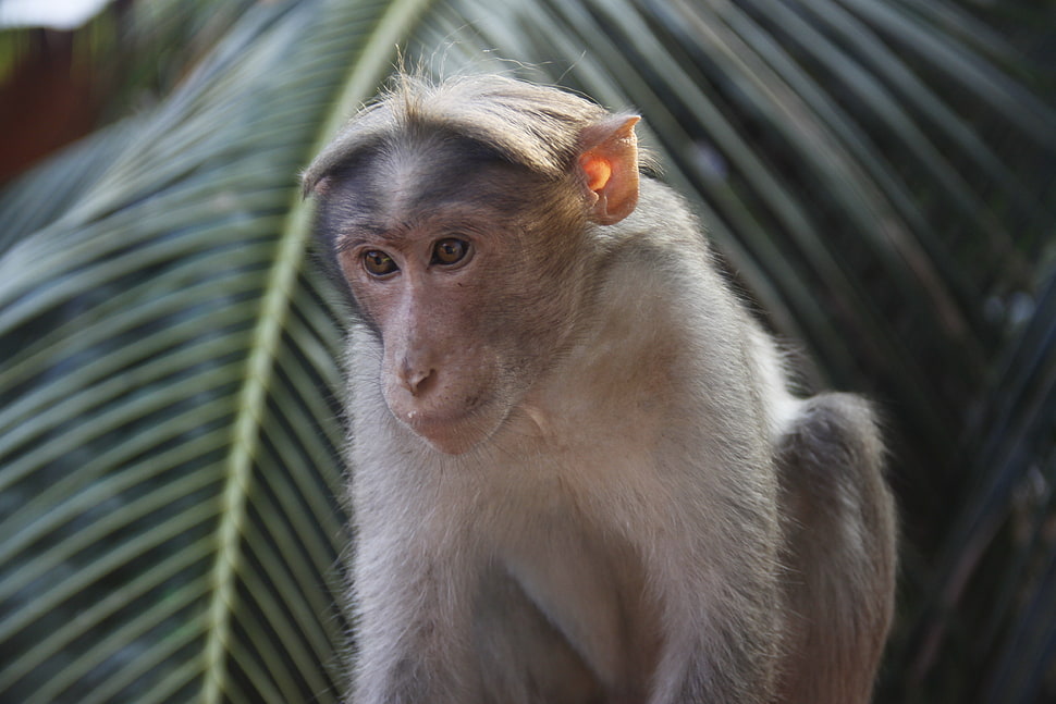 gray and brown monkey HD wallpaper