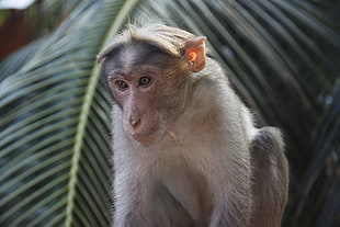 gray and brown monkey
