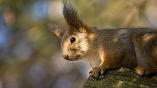 macro photography of squirrel standing on wooden surface