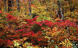 red leaf trees