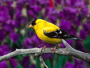 yellow and black bird on tree branch during daytime