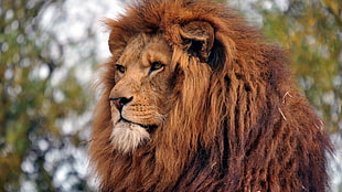 close up photo of tan Lion in the forest