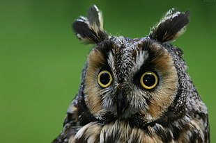 macro shot of brown, black, and gray owl