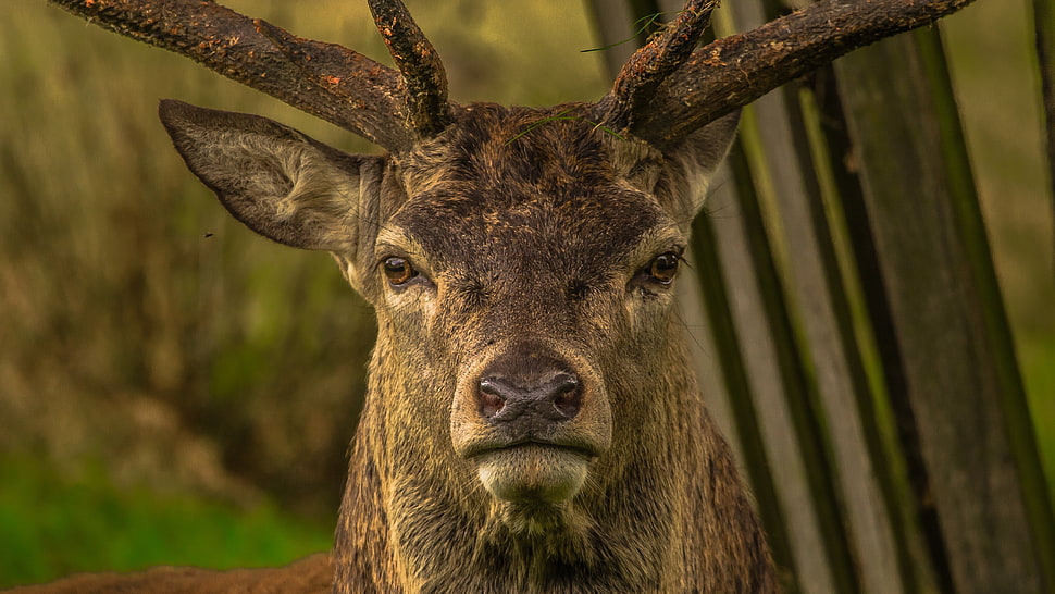 brown reindeer, deer, forest HD wallpaper
