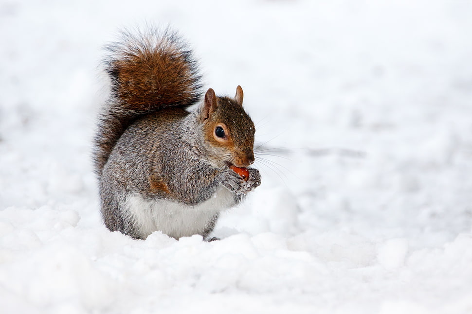 black squirrel eating fruit during winter season HD wallpaper
