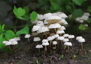 white mushrooms beside green leaf plant HD wallpaper