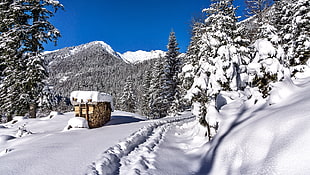 photo of shed covered with snow HD wallpaper