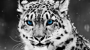 snow leopard, selective coloring, animals, snow leopards, leopard