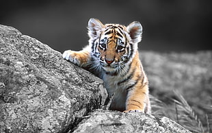 selective color photography of reddish-orange tiger cub on top of stone