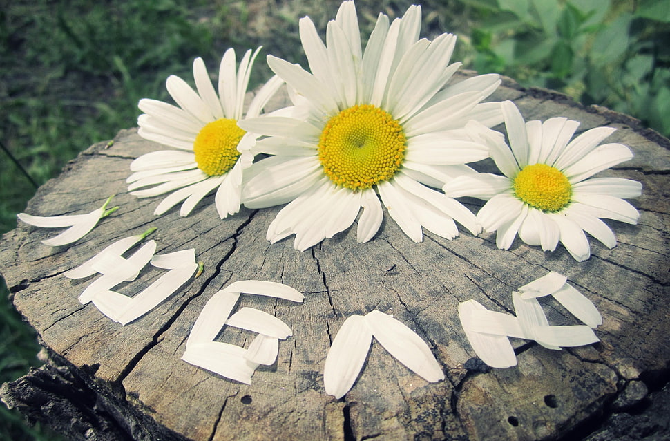 three white-petaled flowers on gray wood log HD wallpaper