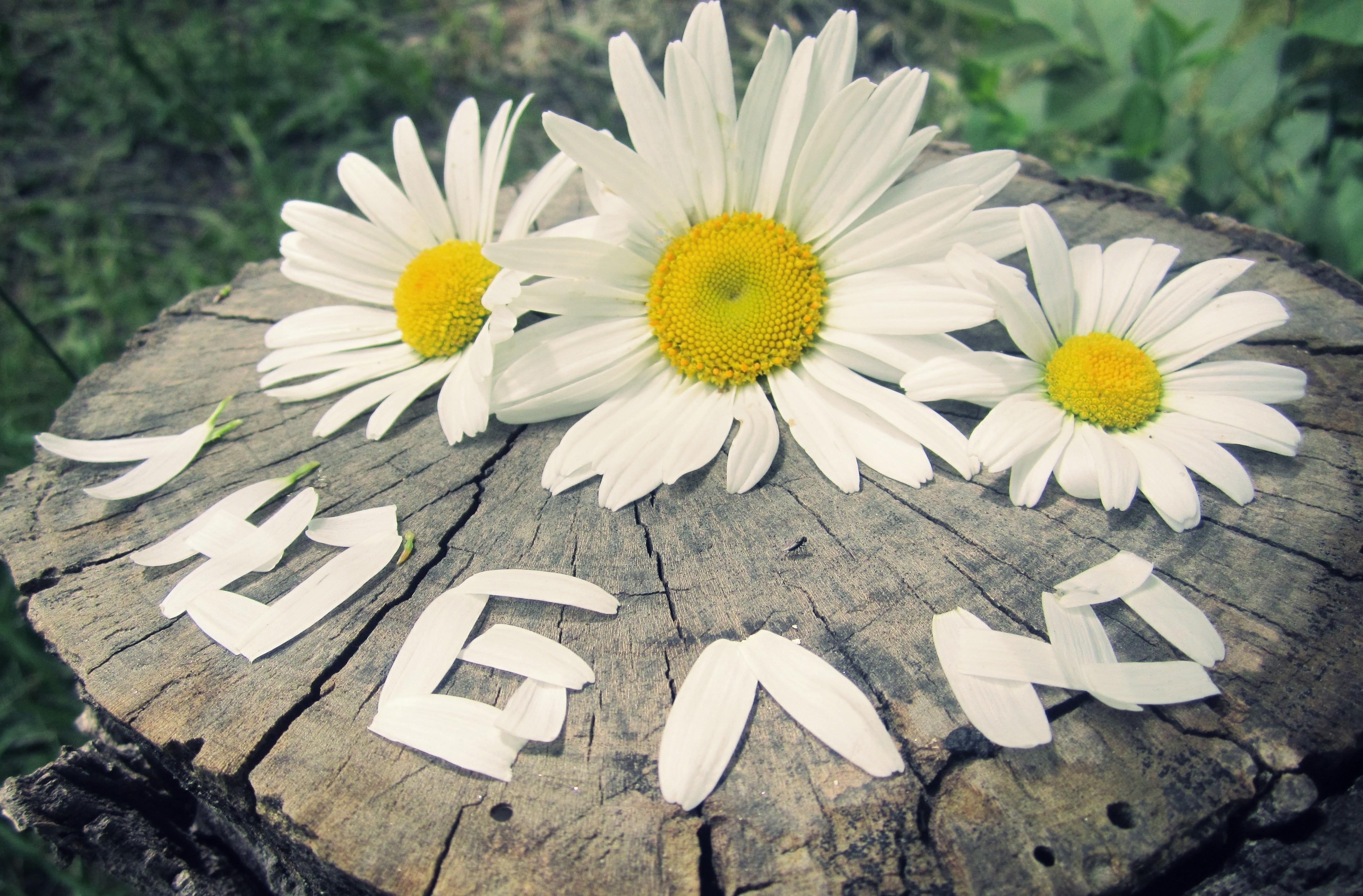 three white-petaled flowers on gray wood log