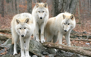 three white wolves HD wallpaper