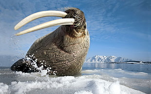 Walrus on snow during daytime HD wallpaper