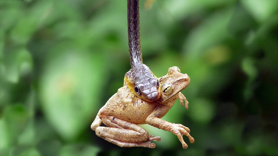 brown frog, snake, frog HD wallpaper