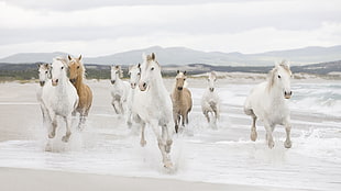 horses running on seashore at daytime
