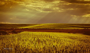 landscape photography of hay field with rays of light