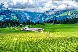 animal livestock on green field with gray houses, trees, and mountain in background
