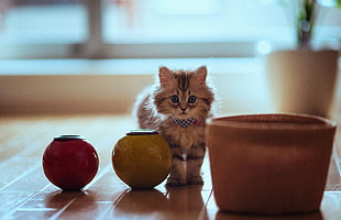 selective focus photography of short-fur grey and white kitten beside ceramic vase