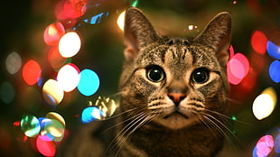 brown tabby cat, cat, lights, looking at viewer, bokeh HD wallpaper