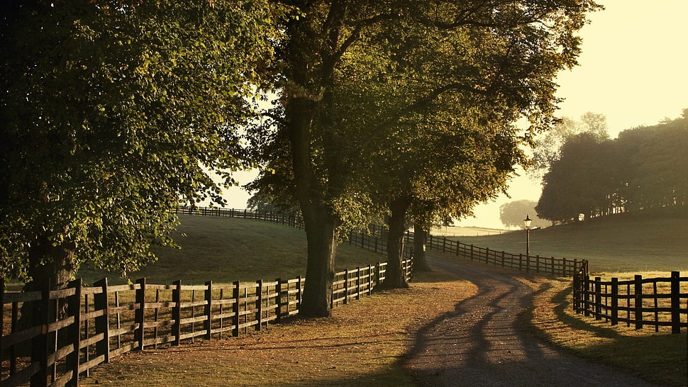 green leafed trees illustration, nature, road, trees HD wallpaper