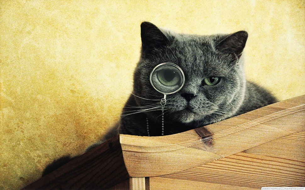 Russian blue cat, cat, animals, monocles HD wallpaper