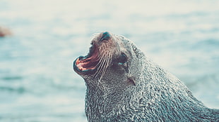grey seal, Fur seal, Cry, Muzzle