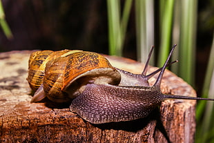 black snail, Snails, Large, Antennae