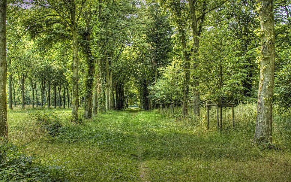 green forest trees HD wallpaper