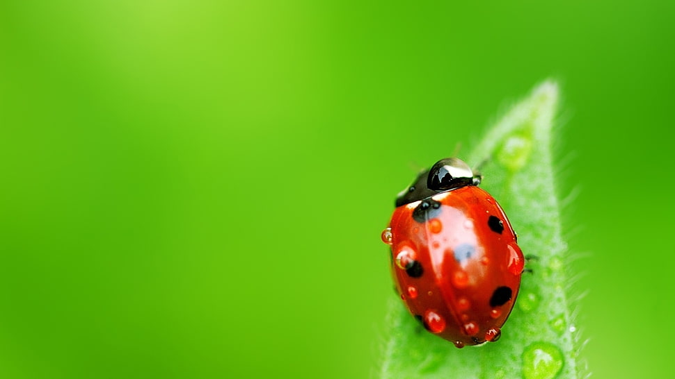 shallow focus photography of lady bug on leaf HD wallpaper