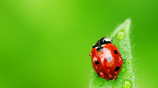 shallow focus photography of lady bug on leaf