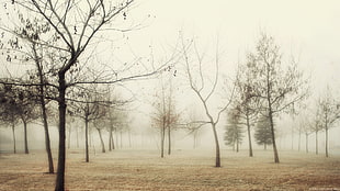bare trees surrounded by fogs