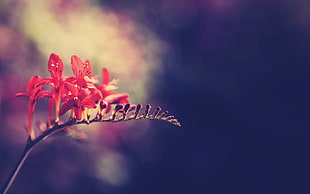 macro photography of red flowers HD wallpaper