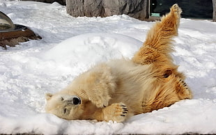 Polar bear laying on snow during day time