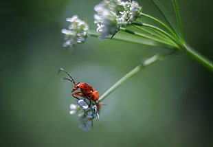focused photo of red beetle