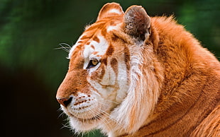liger, tiger, nature, animals, closeup