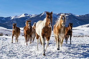 six brown and white horse on white snow at daytime, horses, colorado